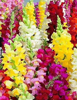 Aywal Antirrhinum Palette Mix Flower Seed(40 per packet)