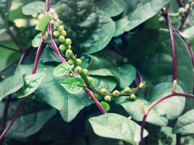 CYBEXIS HUA-82 - Red Stemmed Malabar Spinach - (250 Seeds) Seed(250 per packet)