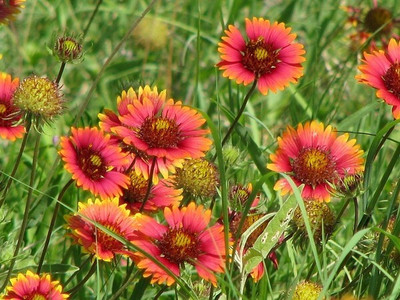 Quentova Gaillardia pulchella Seed(60 per packet)