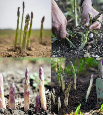 ibains Asparagus plant seeds beez 20 Seed(20 per packet)