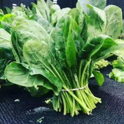 Quentova Palak/Spinach-IACR-22D Seed(300 per packet)