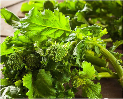 Qualtivate RES-3A Fall Broccoli Raab - Rapini Seed(300 per packet)