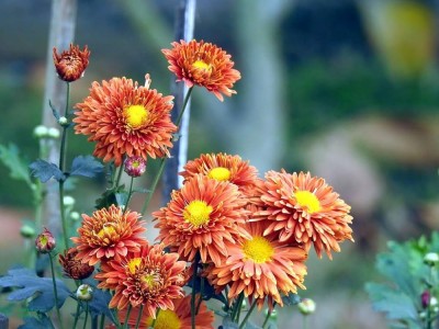 BDSresolve Chrysanthemum flower seeds hybrid PACK OF 19 Seed(19 per packet)