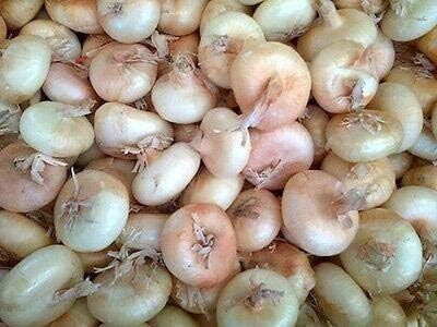 Qualtivate ICRA-4A Onion -Borettana Cippolini - Button Shape Seed(500 per packet)