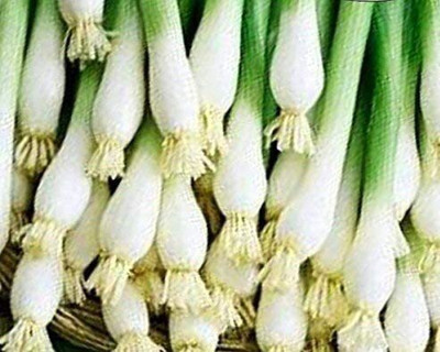 VibeX NDIR-34 - Evergreen Bunching Onion - (4500 Seeds) Seed(4500 per packet)