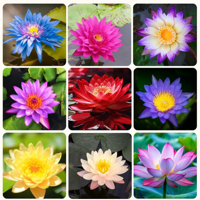LPR LOTUS,KAMAL Seed(10 per packet)