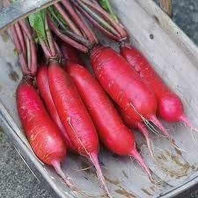 Aywal Red Radish Hybrid Vegetable Sowing Seed(140 per packet)