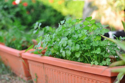 ZIXA Organic Cilantro/Coriander Seed(1000 per packet)