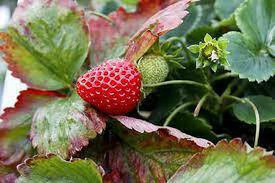 XOLDAA XOLDAA F1quality hybrid strawberry seeds Seed(25 per packet)