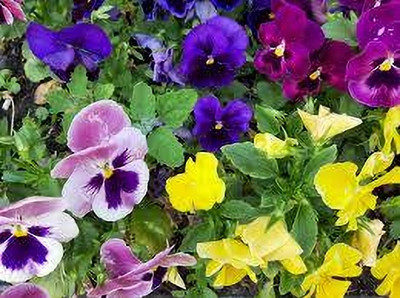 Seedsqlty pansy mixed flower seeds, high germination (10 seeds) Seed(10 per packet)