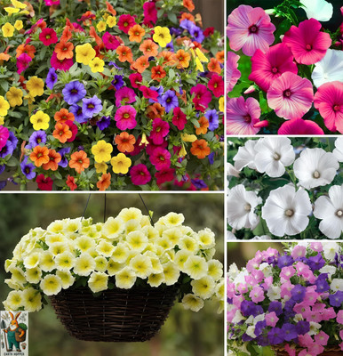 LIFELEX Petunia Dreams Ros Morn Flower Seed(48 per packet)