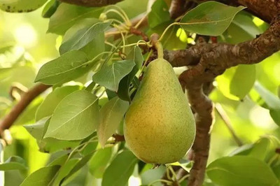 Aro Pear Seed(90 per packet)