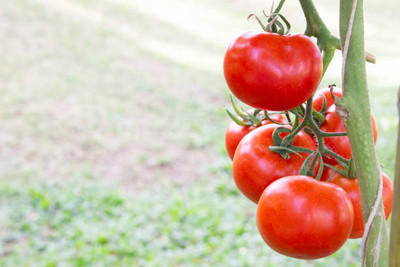 Galaxi tomato Seed(55 per packet)