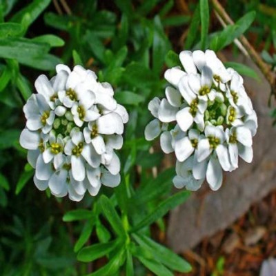 Aywal Candytuft Sempervirens 'Iceberg Superior' Seed(100 per packet)