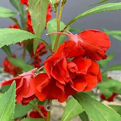 SeeGreen Hybrid Balsam Rose Flower for home gardening Highgermination_70 Seed(70 per packet)