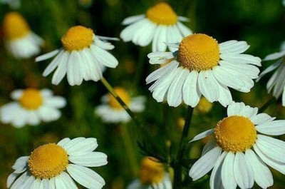 CYBEXIS ATS-84 - Chamomile German Matricaria chamomilla - (2250 Seeds) Seed(2250 per packet)