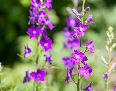 Biosnyg LARKSPUR GIANT IMPERIAL MIXED SEEDS [200 Seeds] Seed(200 per packet)