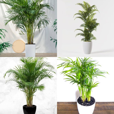 ibains Areca nut plant seed biij 23 Seed(23 per packet)