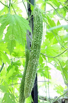DIVINE BITTERGOURD Seed(35 per packet)