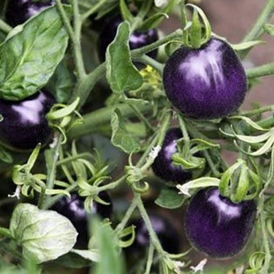 CYBEXIS Hybrid Purple Tomato Seeds2000 Seeds Seed(2000 per packet)