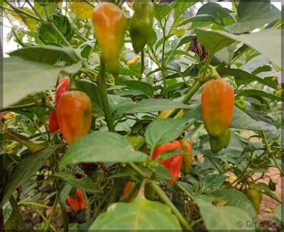 KANAYA Moti Mirch/Pepper Green Hybrid Seed(200 per packet)