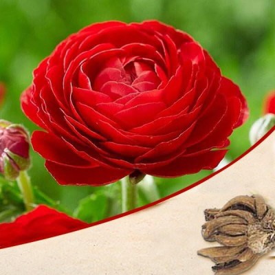 Epazo Imported Double Peony Ranunculus Flower Bulbs For Indoor/Outdoor Gardening Seed(2 per packet)