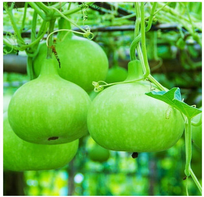 Arshiayat Hybrid Bottle Gourd Seed(100 per packet)