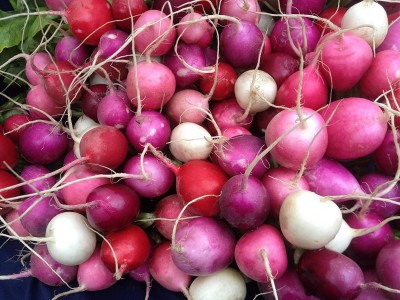 CYBEXIS ATS-50 - Radish Easter Rainbow Mix - (2250 Seeds) Seed(2250 per packet)