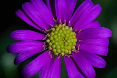 MAA Swan River Daisy Seed(85 per packet)