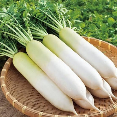 Arshiayat Radish, Mooli Seed(110 per packet)