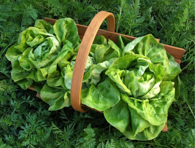KNESSiN Butterhead Lettuce Seed(1250 per packet)
