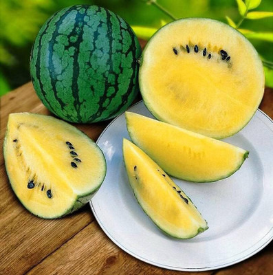 KNESSiN Open-Pollinated Yellow Doll Watermelon Fruit Seeds for Garden-(50 Seeds) Seed(50 per packet)