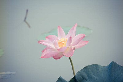 Starlink lotus,kamal gatta Seed(14 per packet)