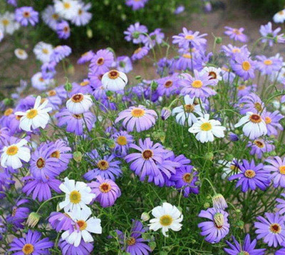 Qualtivate LXI-247 Chrysanthemum Seeds Seed(25 per packet)