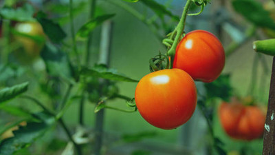 JAGREX tomato Seed(140 per packet)