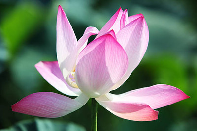 KANAYA lotus,kamal gatta Seed(14 per packet)