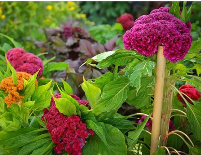 UGRA Mix Color Celosia Crested Cockscomb Seed(30 per packet)