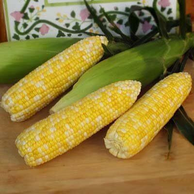 WILLVINE GOI -XI F1 Hybrid HQPM-2023 Corn -[100g] Seed(400 per packet)