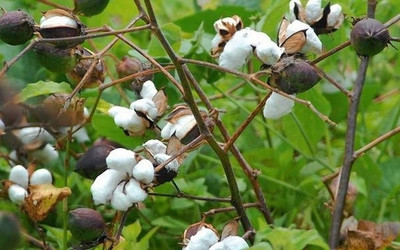 the green dotcom kapas seeds hybrid/kapas cotton seeds 46 Seed(46 per packet)