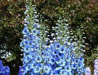 CYBEXIS LUPIN DWARF MIXED SEEDS400 Seeds Seed(400 per packet)