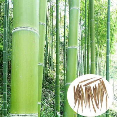 the green dotcom New bamboo seeds/bamboo seeds 35 Seed(35 per packet)