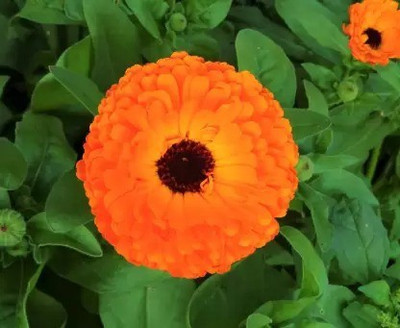 Aro Calendula Seed(11 per packet)