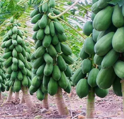 Clint Red lady papaya f1 hybrid seeds For Home Garden Seed(240 per packet)