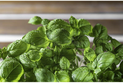 Qualtivate XLL-22 Fine Bush Minette Basil Seeds Seed(1000 per packet)