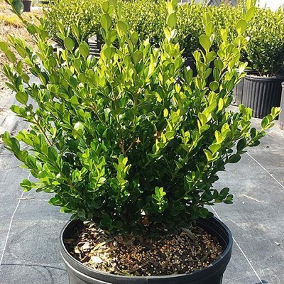 VibeX ® RXI-22 Wintergreen Boxwood Seed(200 per packet)