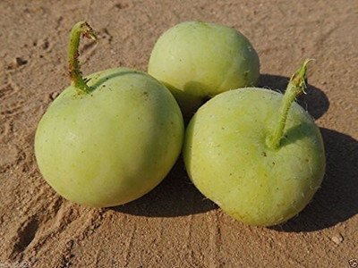Farmonix Org_159_Tinda Seeds Super Hyb Garden Seeds Seed(100 per packet)