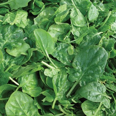 VibeX NDIR-51 - Double Choice Spinach - (750 Seeds) Seed(750 per packet)