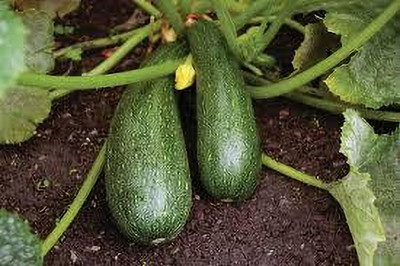 ARYAN EVERGREEN ZUCCHINI Seed(1 per packet)