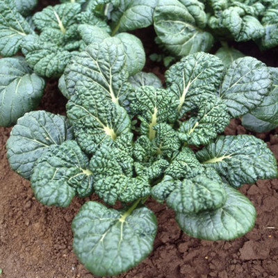 WILLVINE GBPUT -IX Chinese Cabbage Seeds - Yukina Savoy [2.5g] Seed(750 per packet)