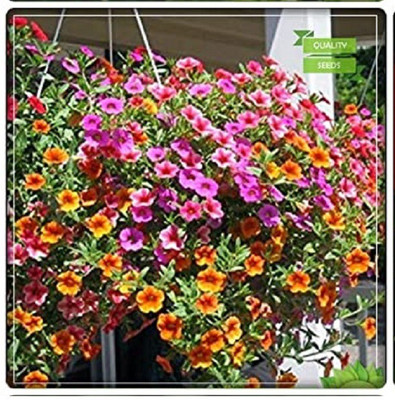 CYBEXIS Petunia- Red Flower Seeds400 Seeds Seed(400 per packet)